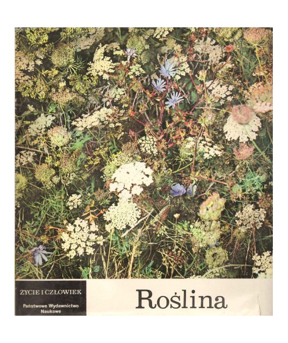 Roślina