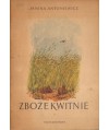 Zboże kwitnie