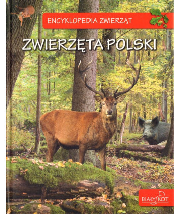 Zwierzęta Polski. Ssaki