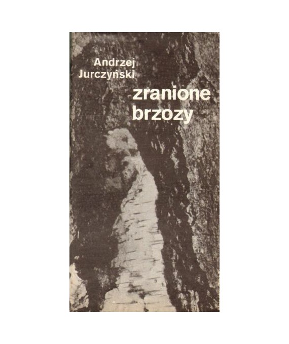 Zranione brzozy