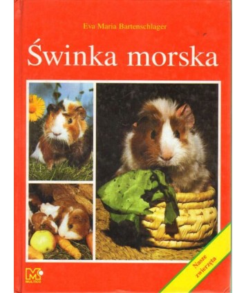Świnka morska