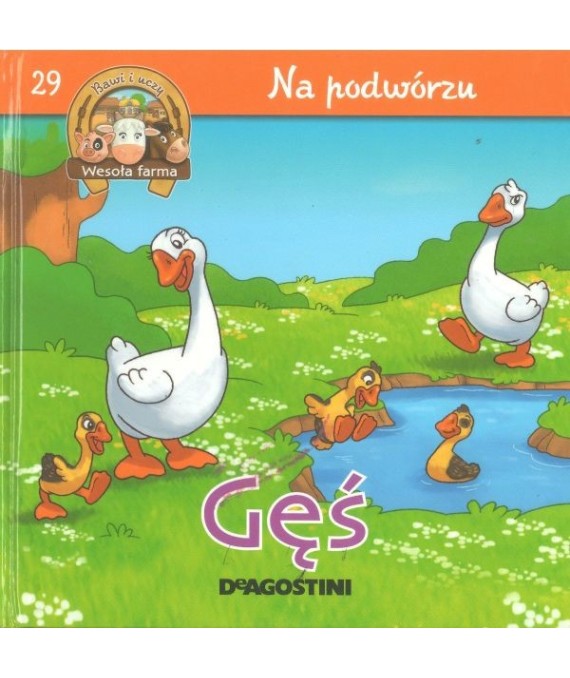 Gęś. Gąsior i gąsięta