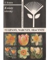 Kwiaty wiosny. Tulipany, narcyzy, hiacynty