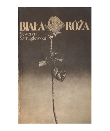 Biała róża