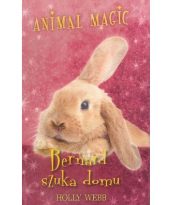 Bernard szuka domu